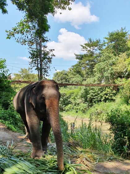 乐趣可爱的大象在保护区散步保留地公园哺乳动物