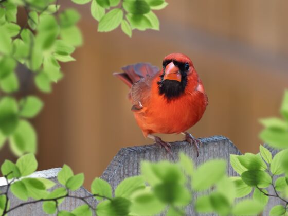 木头栖息在木栅栏上的红衣主教的特写镜头冬天鸣鸟观鸟