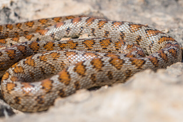 斑点一条蜷缩的成年豹蛇的照片野生毒药捕食者