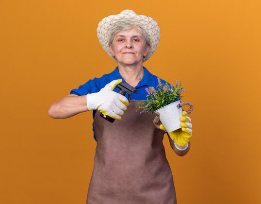 请高兴的上了年纪的女园丁戴着园艺帽和手套 手里拿着喷雾瓶和桔子花盆花盆花园帽子