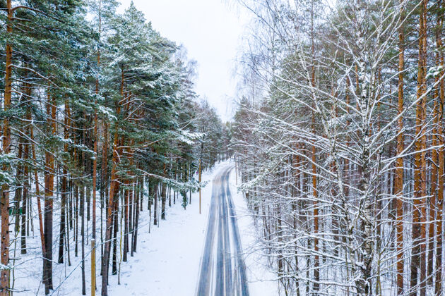 风景漫长的道路被高大的树木包围 冬天被雪覆盖树枝森林木头
