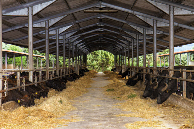 农场在意大利南部培育用于生产牛奶的bufalecampane草脸野生