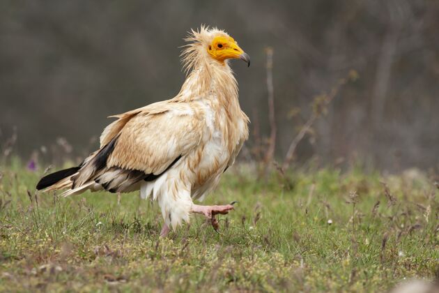 鸟类一只埃及秃鹫惊人的选择性聚焦镜头秃鹫羽毛选择性聚焦