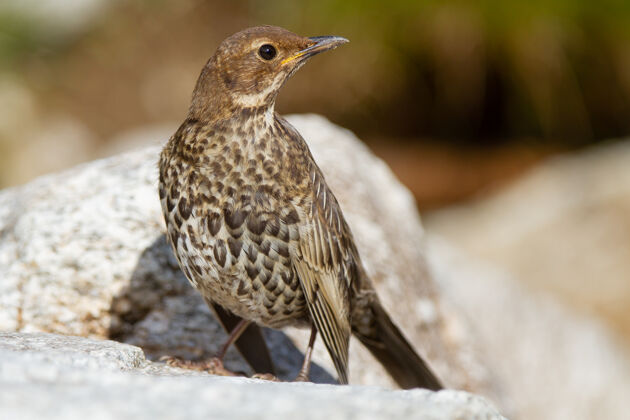 鸟类学黑鸟 西班牙岩石中的图尔杜斯·托夸图斯喙秋天物种