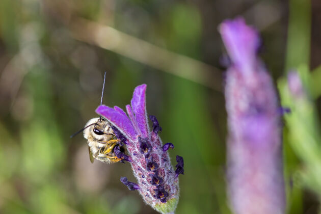 采集一只蜜蜂在花上的特写镜头蜜蜂风景花蜜