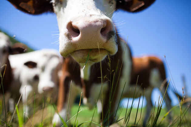 田地春天 一群奶牛在法国为格鲁耶尔奶酪生产牛奶春天草地瑞士