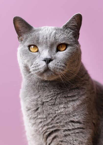 家養灰色的貓咪 身后有一面單色的墻可愛動物皮毛
