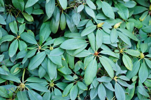 新鲜特写镜头的叶子的马尼尔卡拉植物为背景异国情调食物营养