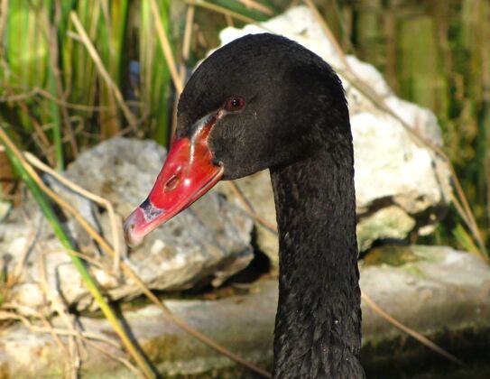 皇家一只黑天鹅的特写镜头 背景是红喙和石头鸟类颈部游泳