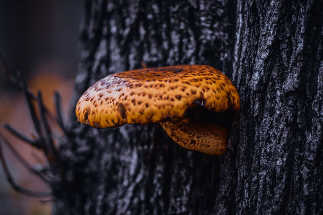 花树上生长的蘑菇特写镜头环境真菌林