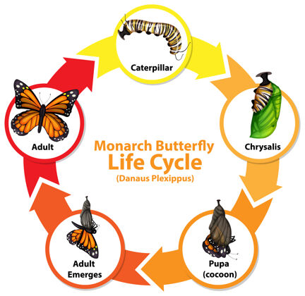 生命蝴蝶生命周期图动物群自然周期