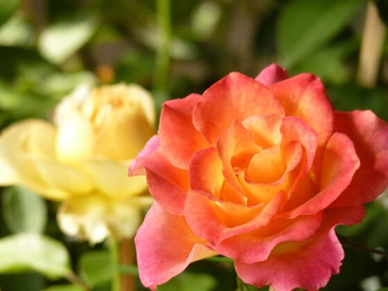 叶粉红色和白色玫瑰的特写镜头挨在一起柔软花开花