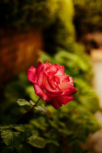玫瑰选择聚焦一朵美丽的粉红玫瑰花蕾焦点自然