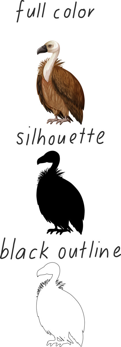 非洲一套秃鹫的颜色 剪影和黑色轮廓的白色背景彩色鸟动物