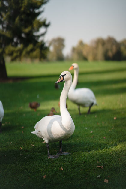 野生动物白天鹅在公园的绿草上休息鸟物种草
