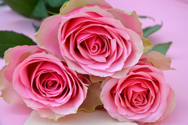 安排粉红色表面上的粉红玫瑰特写镜头质地特写自然