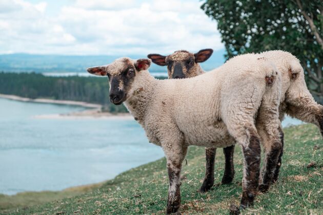 天空湖边两只羊的特写镜头山乡村田野
