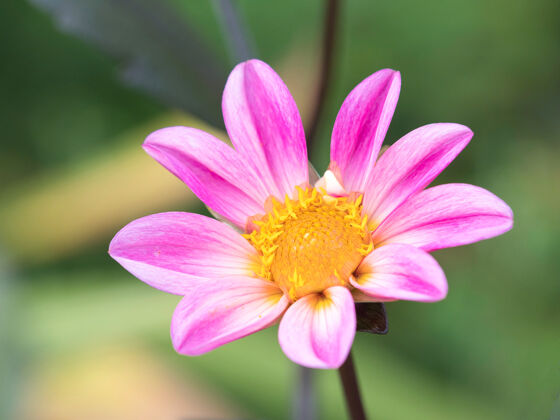 植物学美丽的粉红色花朵在花园里盛开自然开花光
