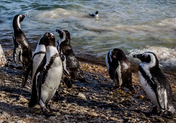 海滩阳光下被海水包围的岸边非洲企鹅的特写镜头海鸟荒野物种