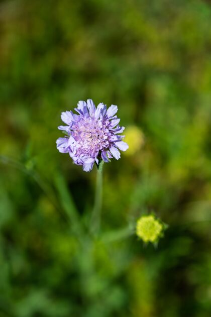 花一个美丽的紫色针状花特写镜头颜色花园开花