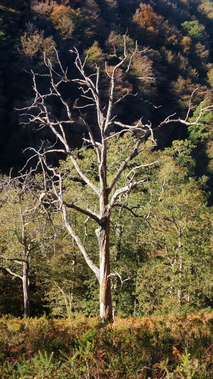 季节森林里一棵光秃秃的树的垂直镜头风景景观天气