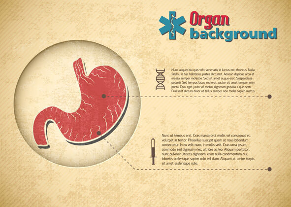 医疗彩色器官海报与一个大的形象 人体器官心脏的左边和描述人体器官图像海报