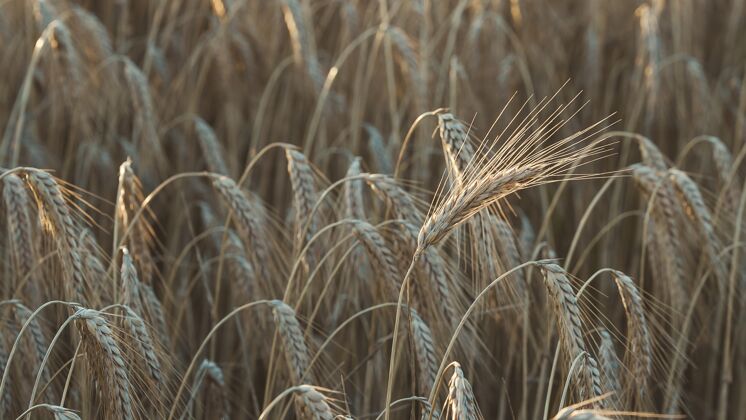 农业特写普通小麦在阳光下的一个领域与模糊的背景特写田地小麦
