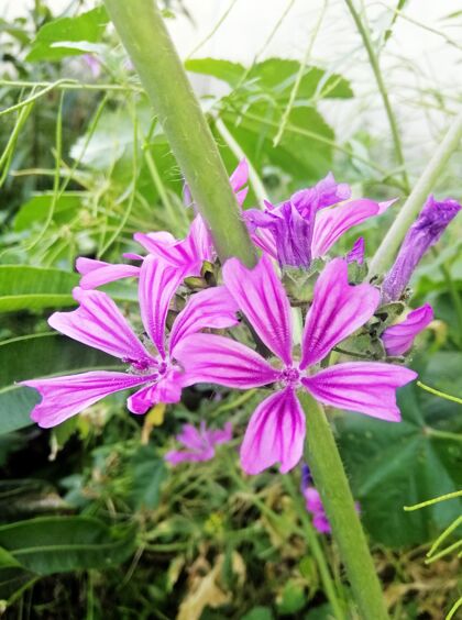 明亮垂直特写镜头美丽的马尔瓦西尔维斯特里斯花盛开在花园里自然蓓蕾花瓣