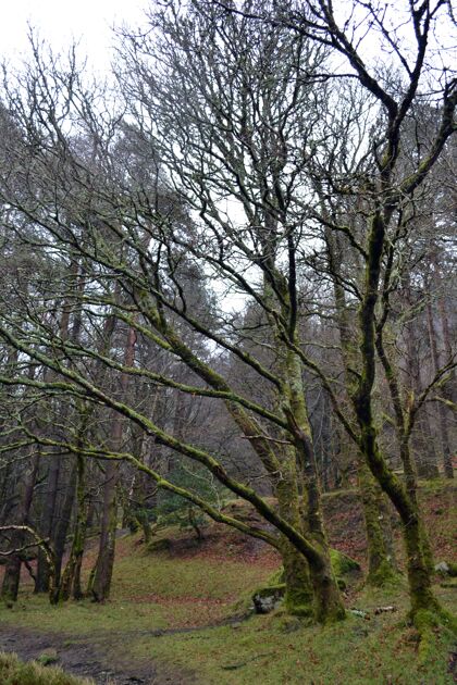 令人毛骨悚然的古老而风化的树木覆盖着苔藓的神秘森林花天气令人毛骨悚然的森林