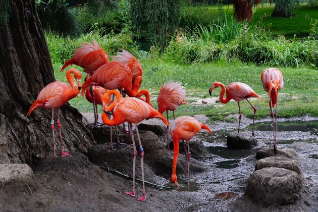 乡村一群火烈鸟站在泥地上鸟类物种公园