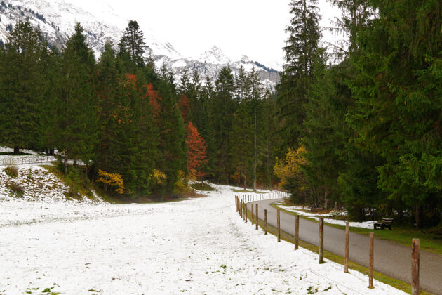雪穿过德国阿尔卑斯山冬季森林的小路常青树雪长凳