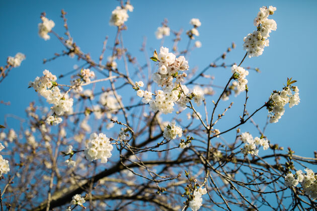 花白樱花在白天树花枝