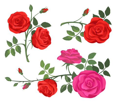 玫瑰红紫色玫瑰套装花蕾园艺自然