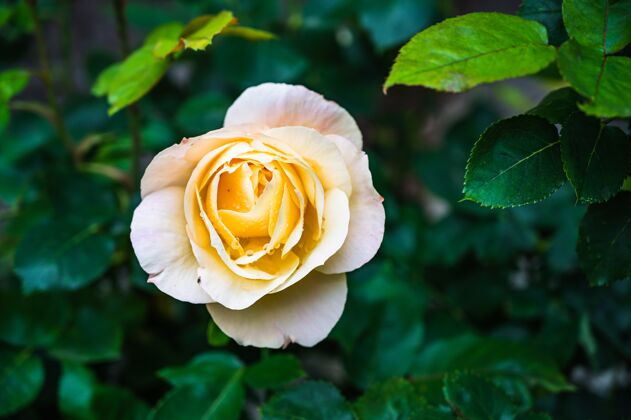 季节特写镜头美丽的黄色玫瑰花盛开在花园里花开花玫瑰