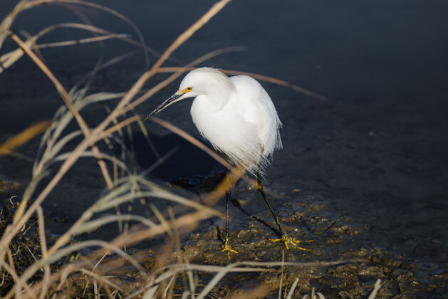 苍鹭棕色草地上的白鸟白鹭动物水禽
