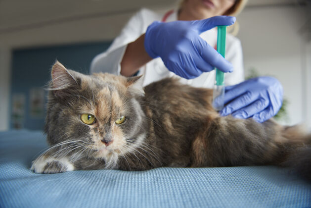 药物猫正在打针疾病注射剂动物医院