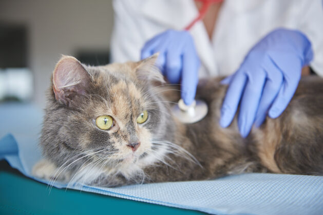 触摸猫在兽医那里接受检查疾病动物猫