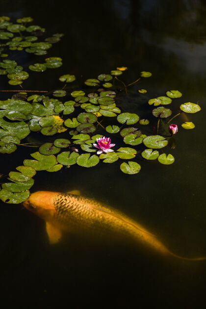 鲤鱼黄色和橙色的鱼在水上与粉红色的花瓣鱼百合水生