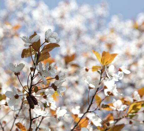 花白樱花在白天盛开叶花波基