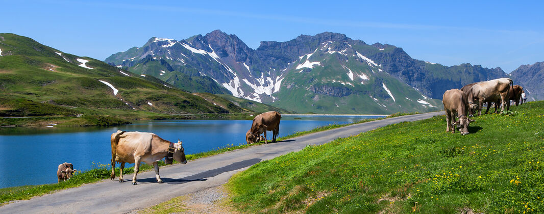 典型瑞士奶牛在吃草岩石风景花