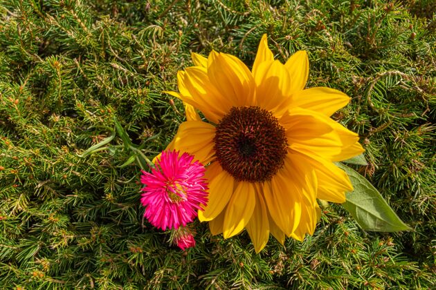 背景黄色向日葵和粉红色雏菊花在绿色背景的特写镜头自然明亮开花