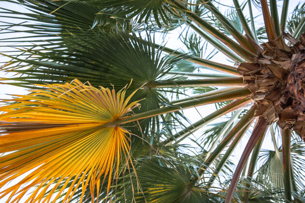 树枝纹理棕榈枝的底视图异国情调非洲棕榈
