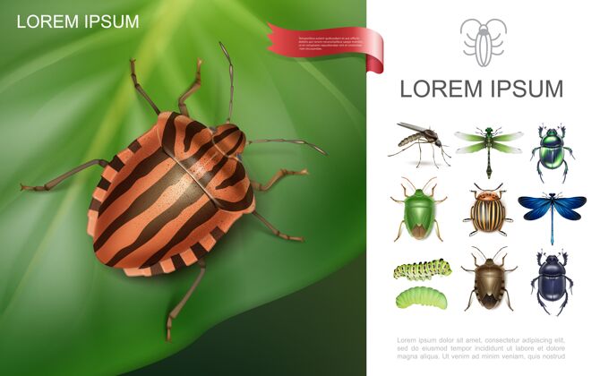 昆蟲現實昆蟲豐富多彩的概念與科羅拉多甲蟲對馬鈴薯葉蜻蜓啃毛毛蟲糞便和甲蟲彩色毛蟲現實