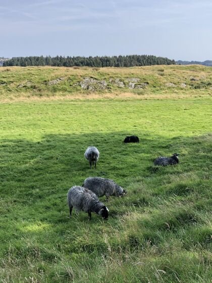 放牧几只羊在绿地上吃草的垂直镜头牛羊毛农场