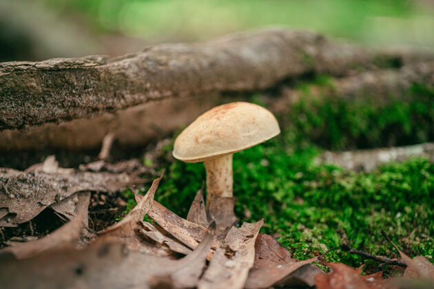 美丽森林里野生蘑菇的特写镜头菌类秋天春天
