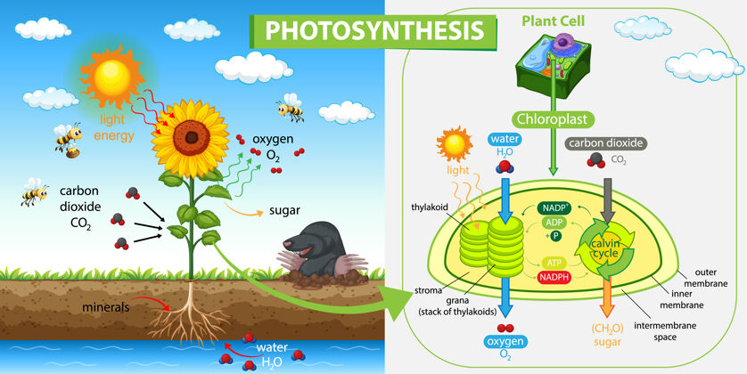 液体植物光合作用过程示意图过程景观图层