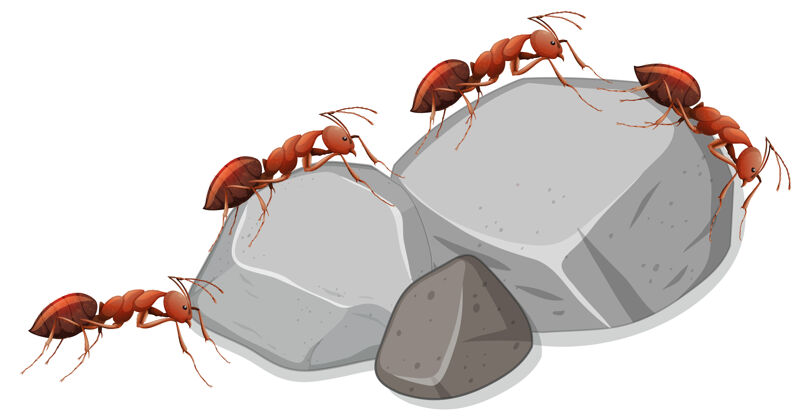 小許多螞蟻在白色背景的石頭上小巖石哺乳動物