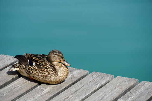 羽毛一只雌绿头鸭在木墩上休息的特写镜头背景休息水鸟