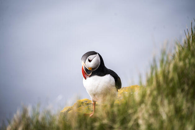 自然鸟站在草地上动物鸟类冰岛