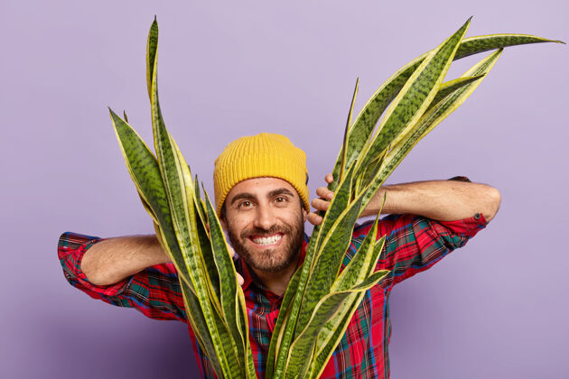 紫色快乐的无胡子男人花店的水平镜头手放在sansiveria上 戴着黄色帽子和格子衬衫 在家里种植室内植物 隔离在紫色背景上花格子情感